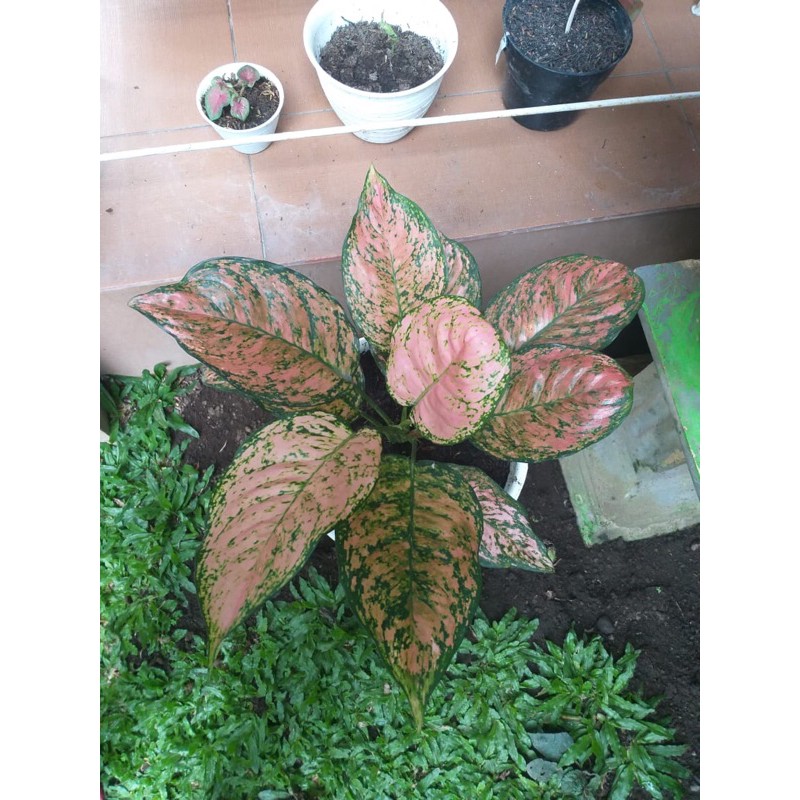 Bunga aglonema LADY VALENTINE/ aglonema 8-10 daun/tanaman hias aglonema
