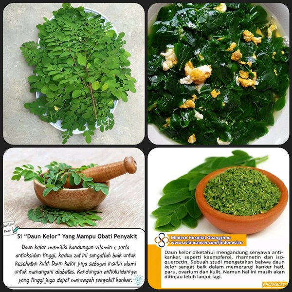 

Daun Kelor Segar organik 250gram - Basah Fresh Bahan Herbal