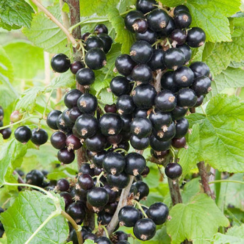 Benih Buah Blackcurrant Benih Buah Kismis