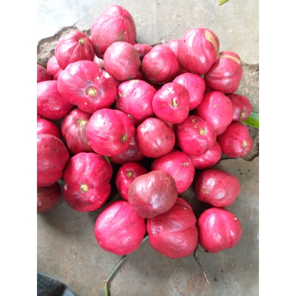 jual buah mahkota dewa 1 kg