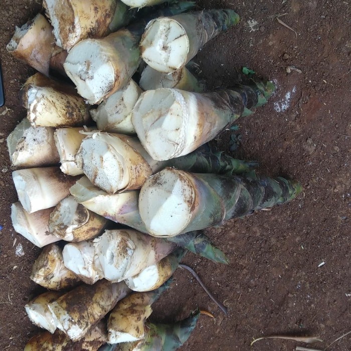 

buah rebung .sayur segar zahd taman