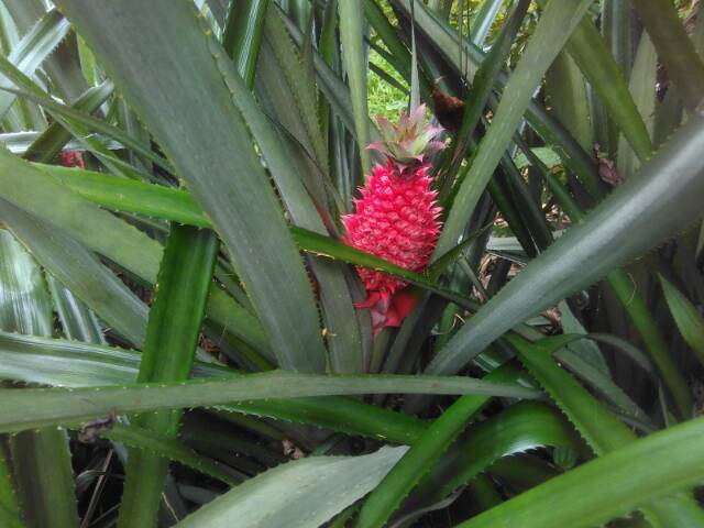 

Nanas muda nanas merah obat herbal alami