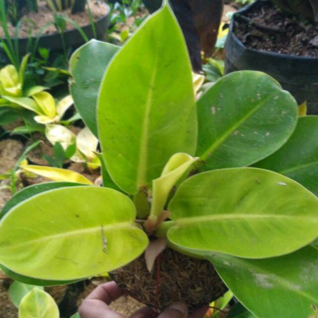 Philodendron Moonlight Shopee Indonesia