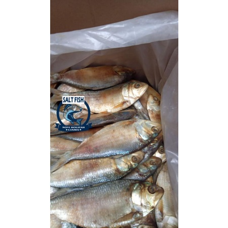 

ikan belo jumbo 1 kg murah