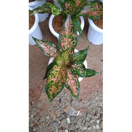 aglaonema Ruby dinamit super pink jumbo