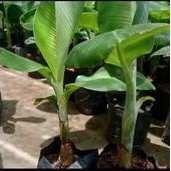 Bibit tanaman pohon pisang cavendish siap tanam, per3 bibit pohon pisang cavendish