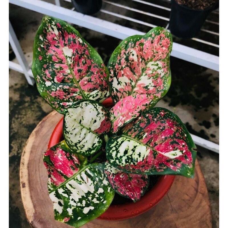 promo anakan aglonema tricoler anakan