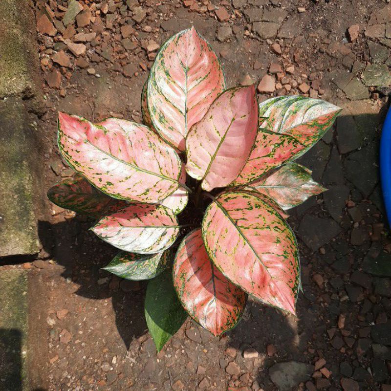 aglonema lady valentin