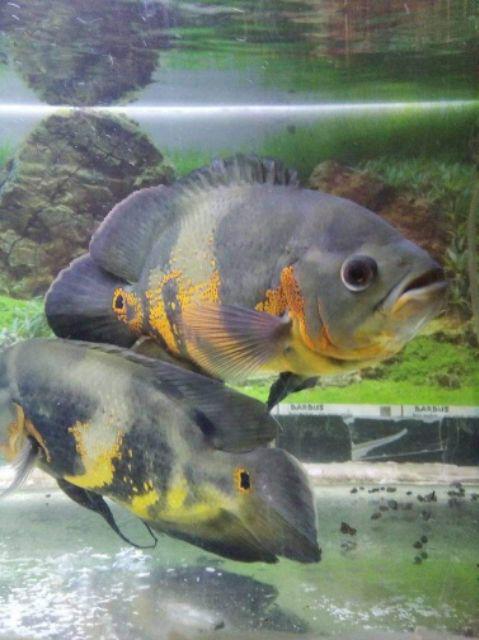 Long Dres Busui / Gamis Ksos / Dres Murah / Gamis Muslimah / Dres Batik / Gamis Hamil / Dres Syari