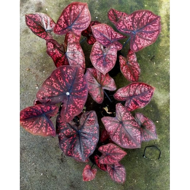 caladium seven luck/sevenluck