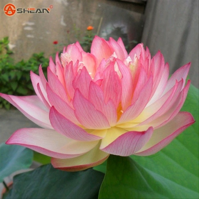 SALE Benih bibit biji Bunga Teratai Lotus Bonsai Aneka Warna Aquascape - No.2