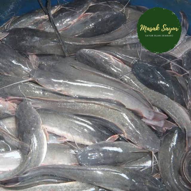 Ikan lele segar 1 kg bandung