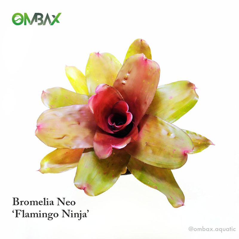 Bromelia Neo 'Flamingo Ninja' - Hiasan Taman / Paludarium / Neoregelia