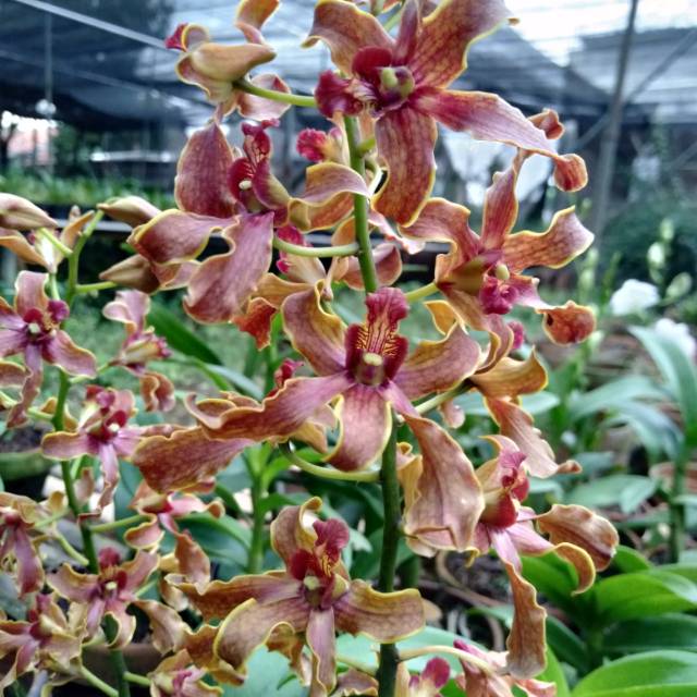 Anggrek dendrobium sunshine x discolor