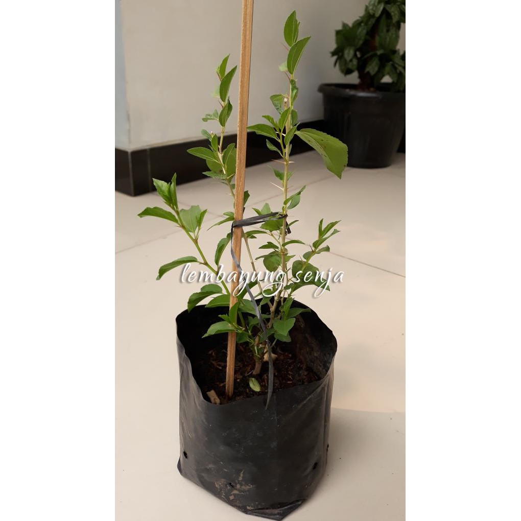 Bibit Pohon Bidara Arab Shidr Sidhr Sidr Buah Daun Batang Sl1M