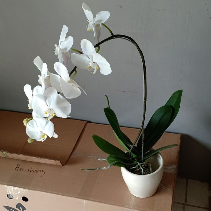 Anggrek Bulan dengan Pot