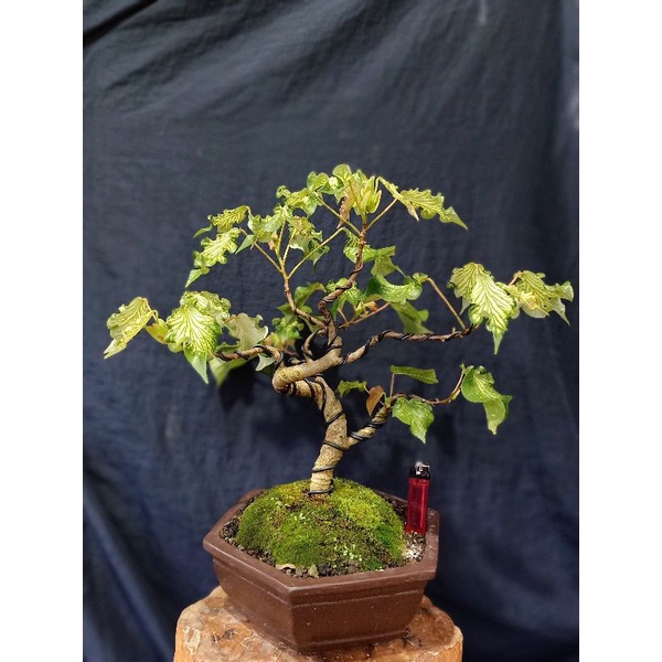 Bonsai Waru Wayang size Medium