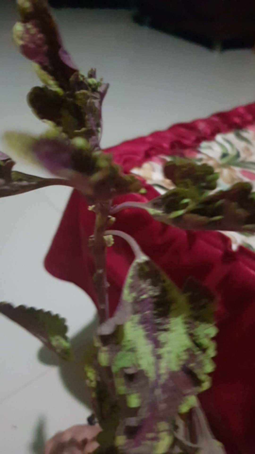 Murah             Tanaman Hias Miana Api - Miyana Api - Miana Batik