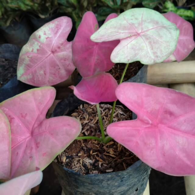 Keladi Sexy Pink Shopee Indonesia