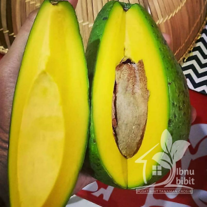 Bibit buah Alpukat Mentega jumbo