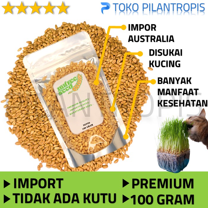 BENIH RUMPUT GANDUM KUCING 100GR BIBIT WHEATGRASS MICROGREEN SEED IMPORT MURAH