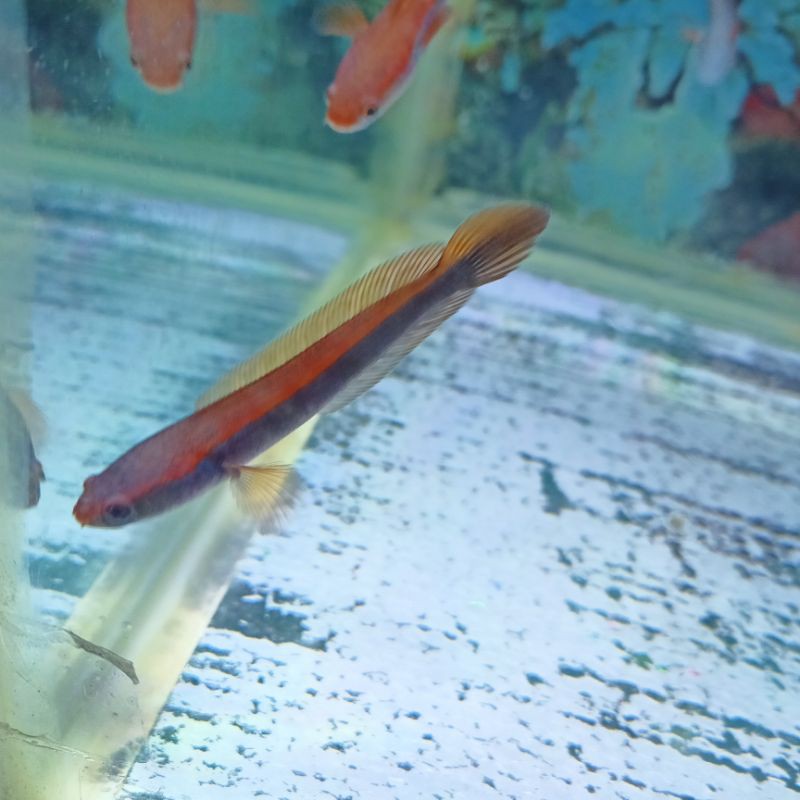 Super Red Sampit Grade A