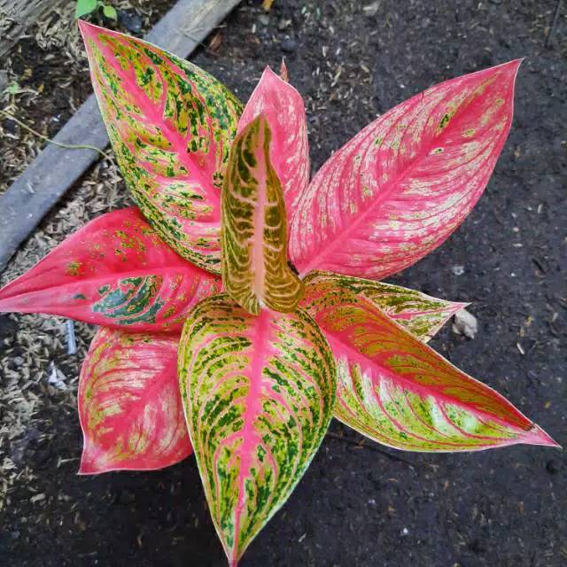 Tanaman hias Aglaonema/aglaonema LEGACY BESAR (Aglaonema/Srirejeki)