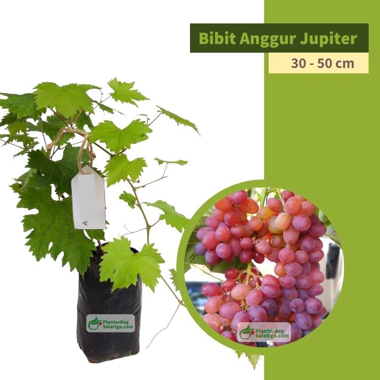 Bibit Anggur Jupiter Import Valid Bergaransi