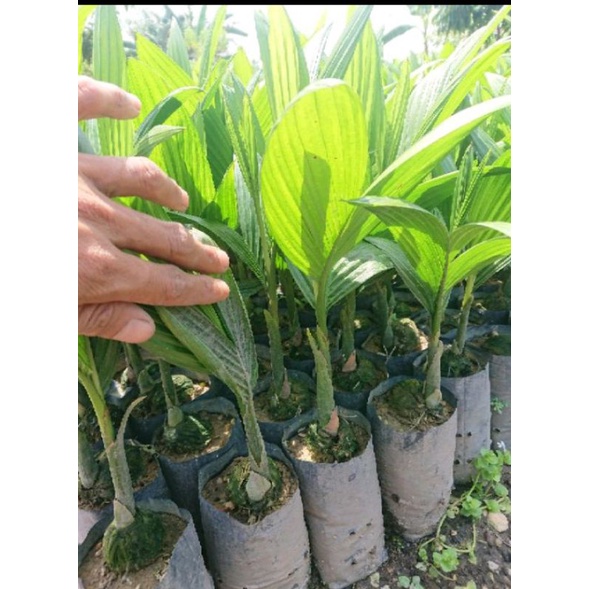 PROMO TERMURAH Bibit unggul Pinang betara siap tanam