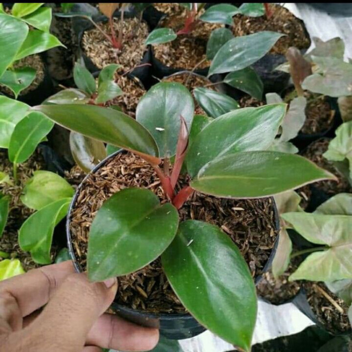 Tanaman hias red congo - Tanaman philo red congo