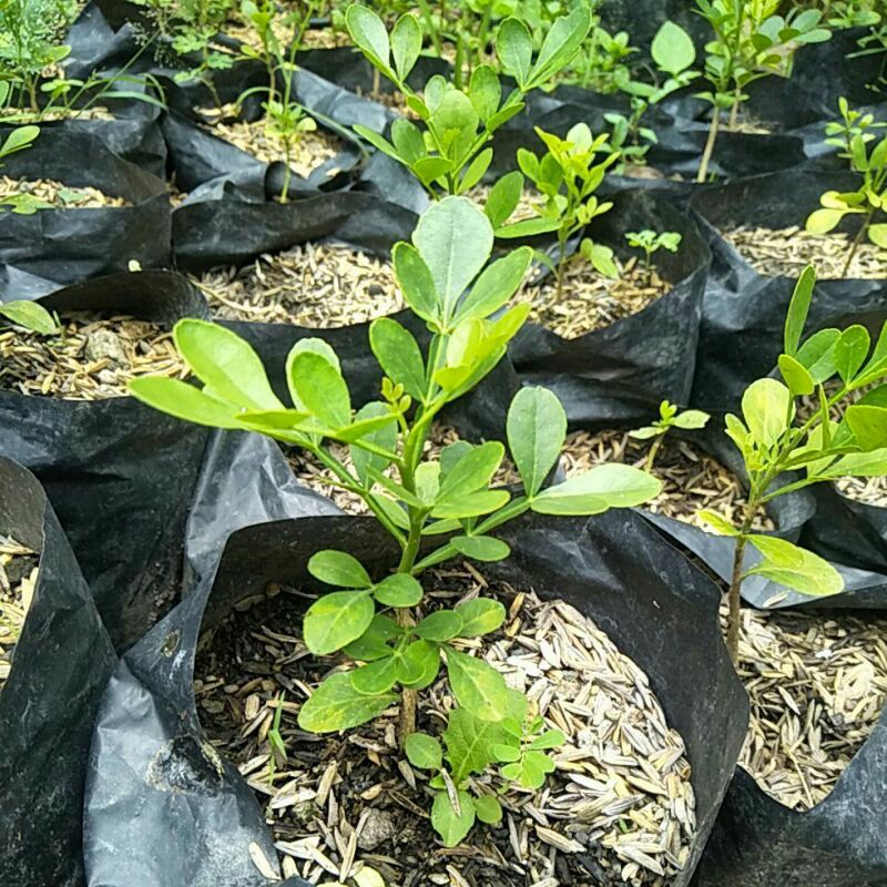 Bibit bonsai kawista Batu