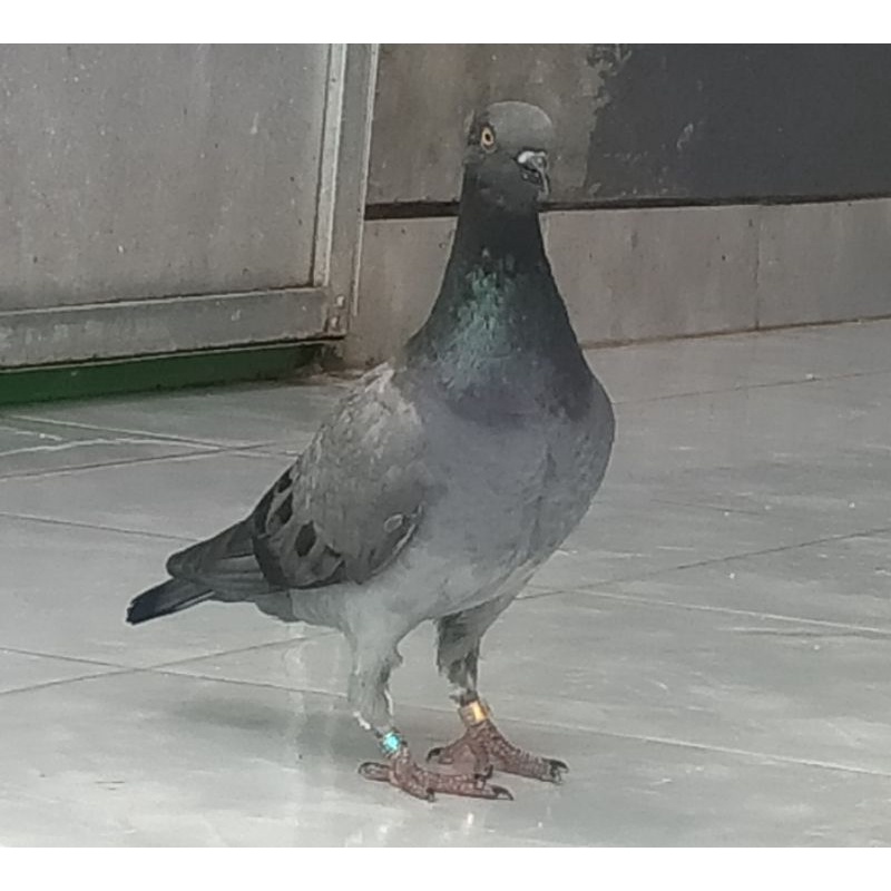 anakan merpati balap sprint