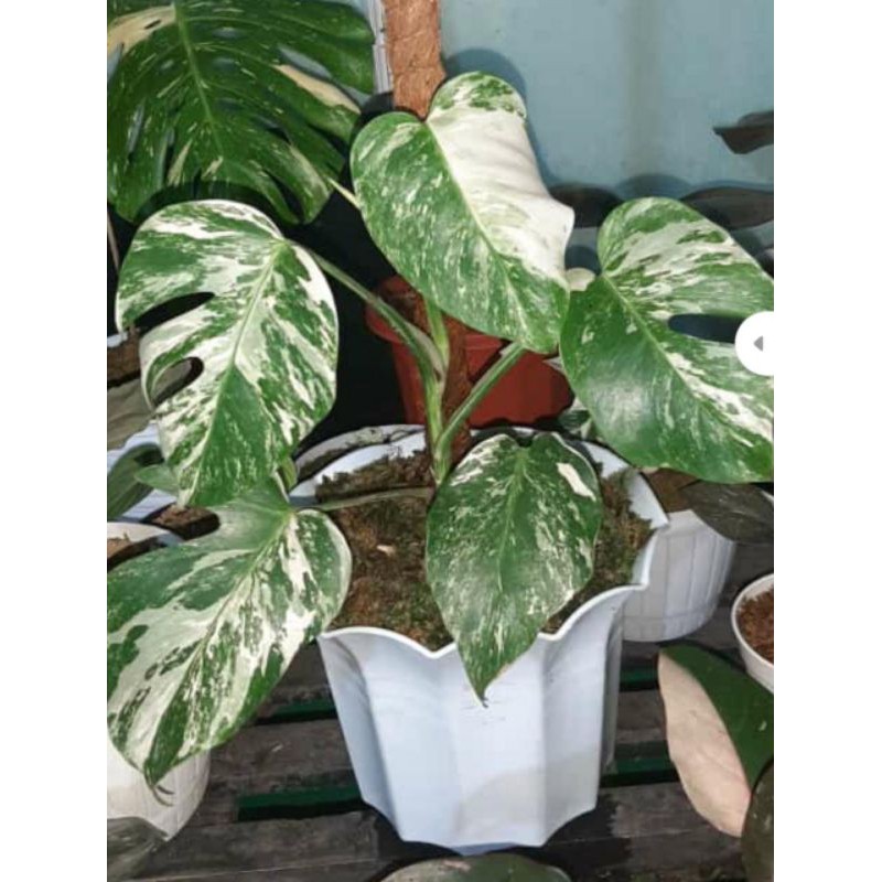 Tanaman monstera Varigata marble