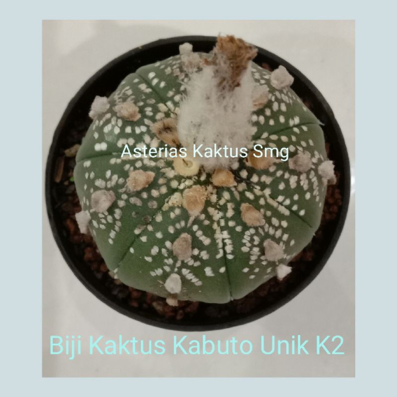 Biji Kaktus Astro Astrophytum Kabuto Unik K2