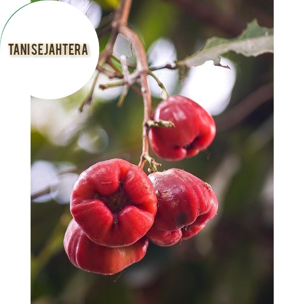 BIBIT JAMBU AIR BLACK DIAMOND  CEPAT BERBUAH