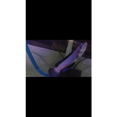 chana blue pulcra beby sze 11.12cm.