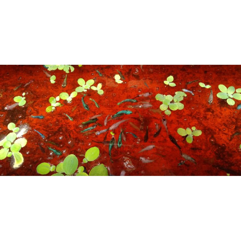 Bahanan Avatar & Nemo Copper Line Gold