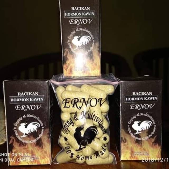 Ernov Hormon Kawin semua jenis ayam keturunan anak dominan pejantan