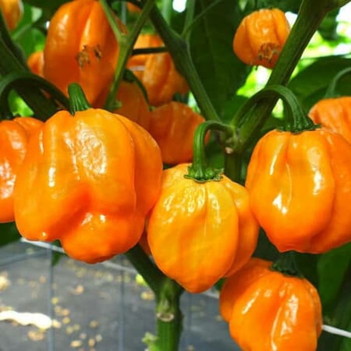 Benih - Biji - Bibit Cabe Hias Cabe Unik Cabai Bahamian Goat Pepper