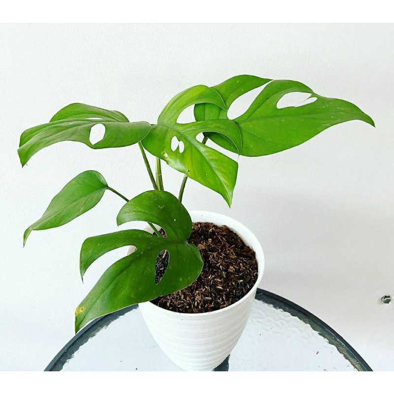 monstera raphidopora pertusa / monstera portusa