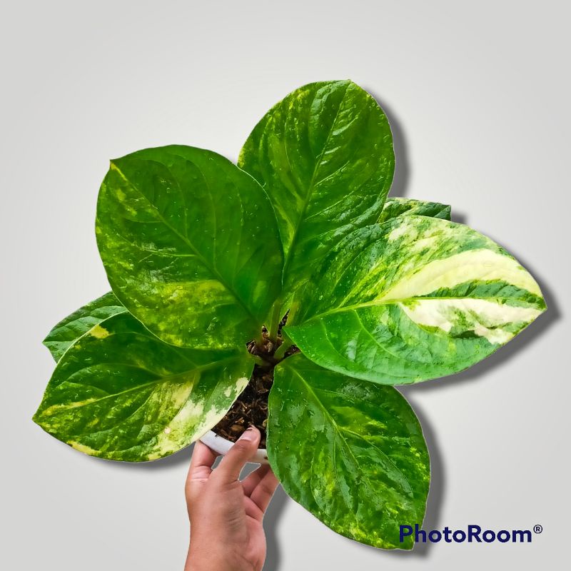 anthurium jemani varigata