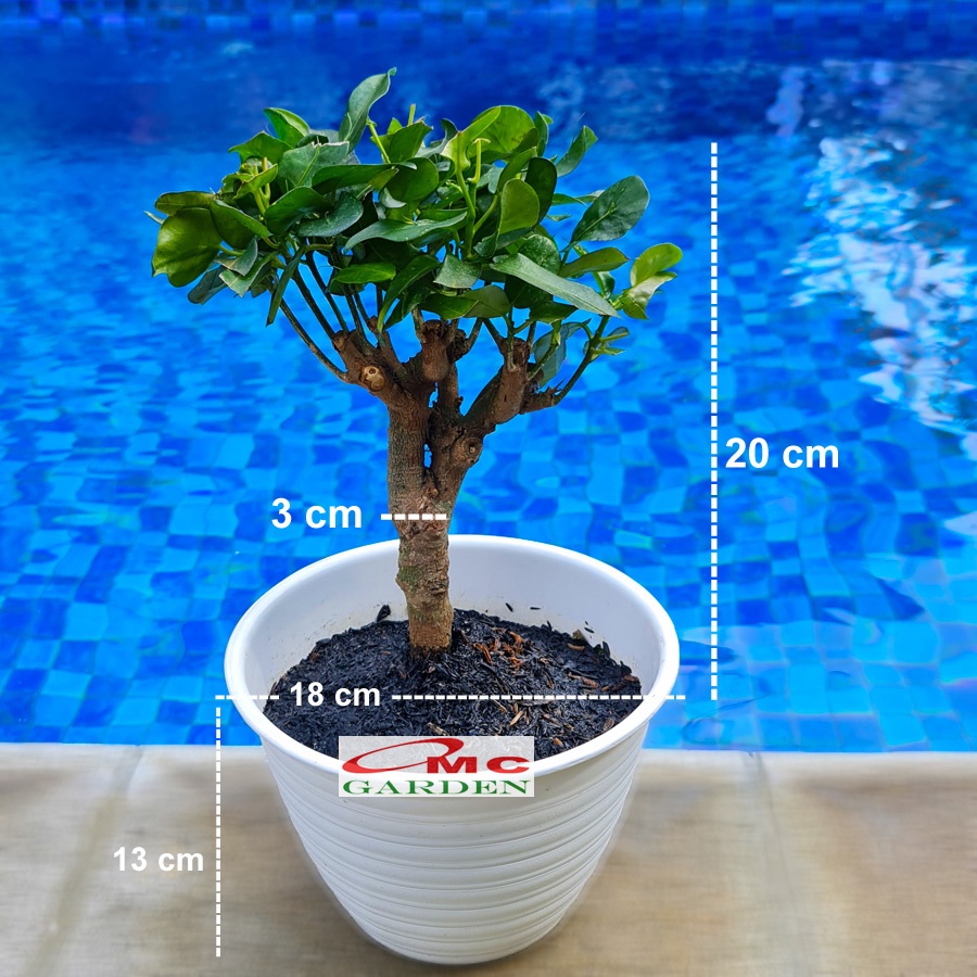 Tanaman Hias Pohon Bonsai Mame Puring Croton Emping Jengkol Coin Mawar B-PR-EMPING-005