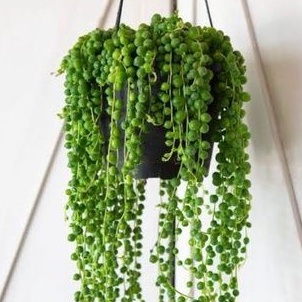 String of pearl rimbun/Sukulen Tasbih/Senecio rowleyanus