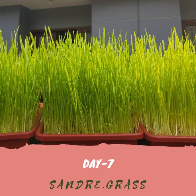 Rumput Gandum / Rumput kucing siap panen!! Cat grass siap panen 