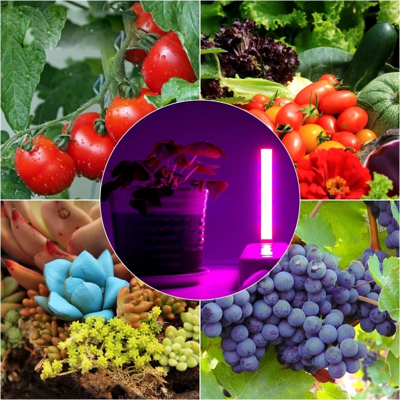 LED USB Full Spectrum Grow Lamp/  5V 10W  Small Portable Plant Growth Lamp