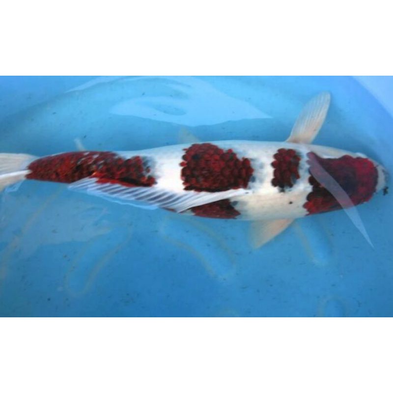 IKAN KOI GOROMO SIZE 20 CM