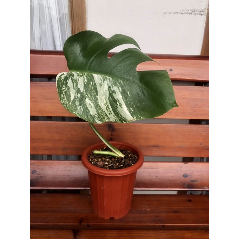 monstera variegata albo borsigiana monvar 1 daun 1 tunas