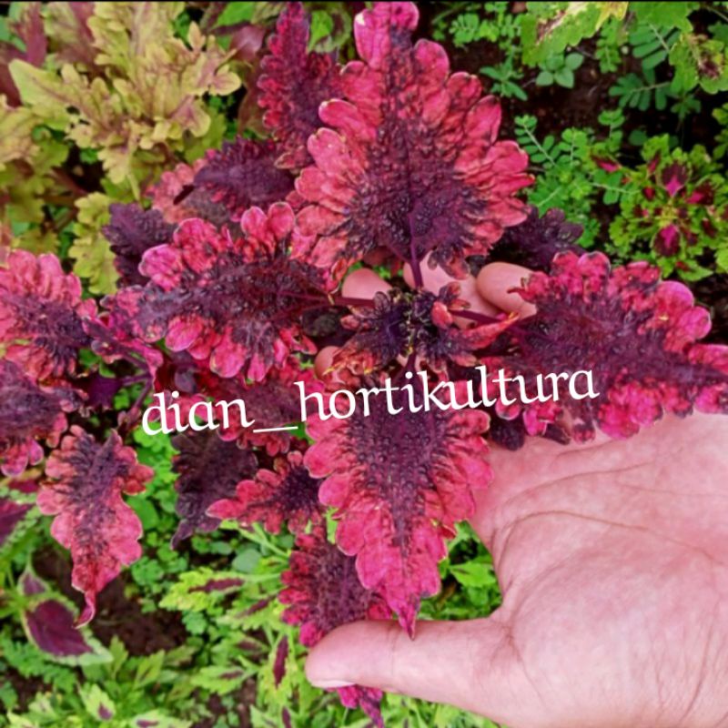 Bunga Miana Premium Langka Tanaman Hias Murah Miana Langka