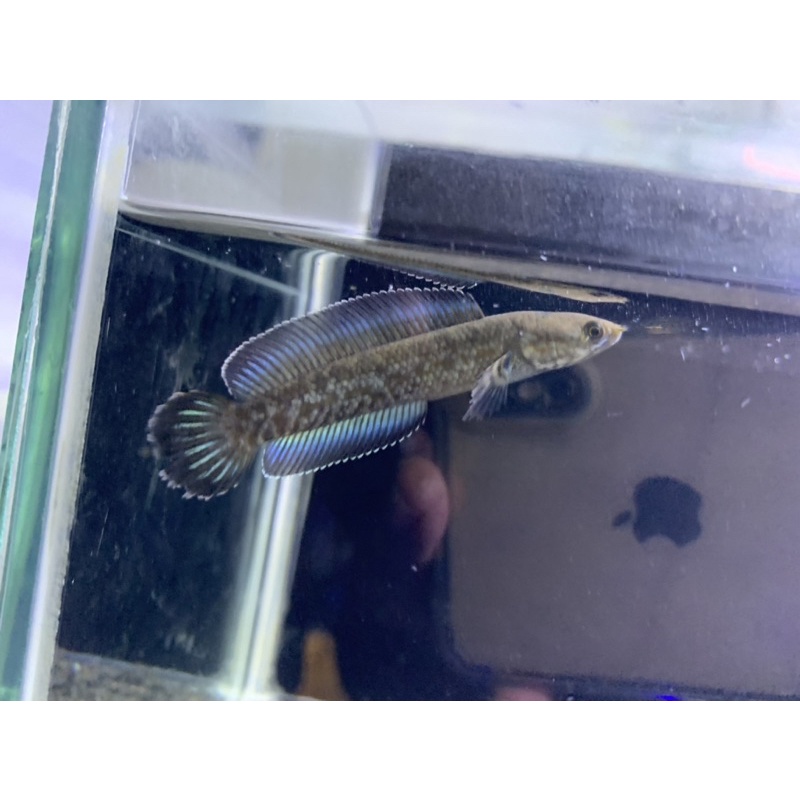 Andrao size 8-10 cm single tank (garansi )