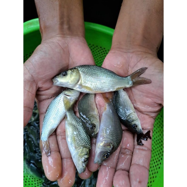 bibit ikan mas konsumsi 1 liter